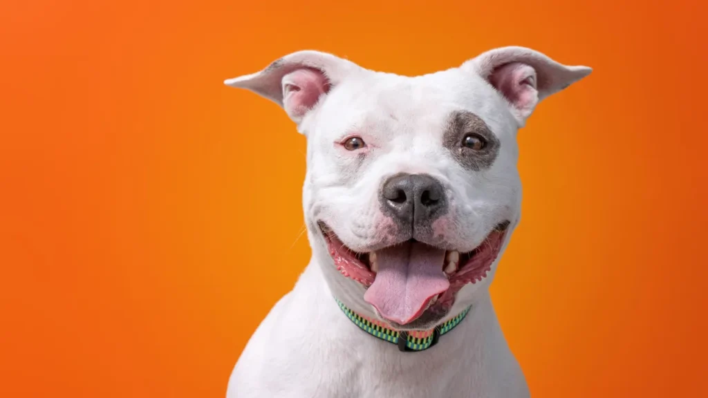 Como o SinPatinhas Está Facilitando o Cadastro de Animais Domésticos