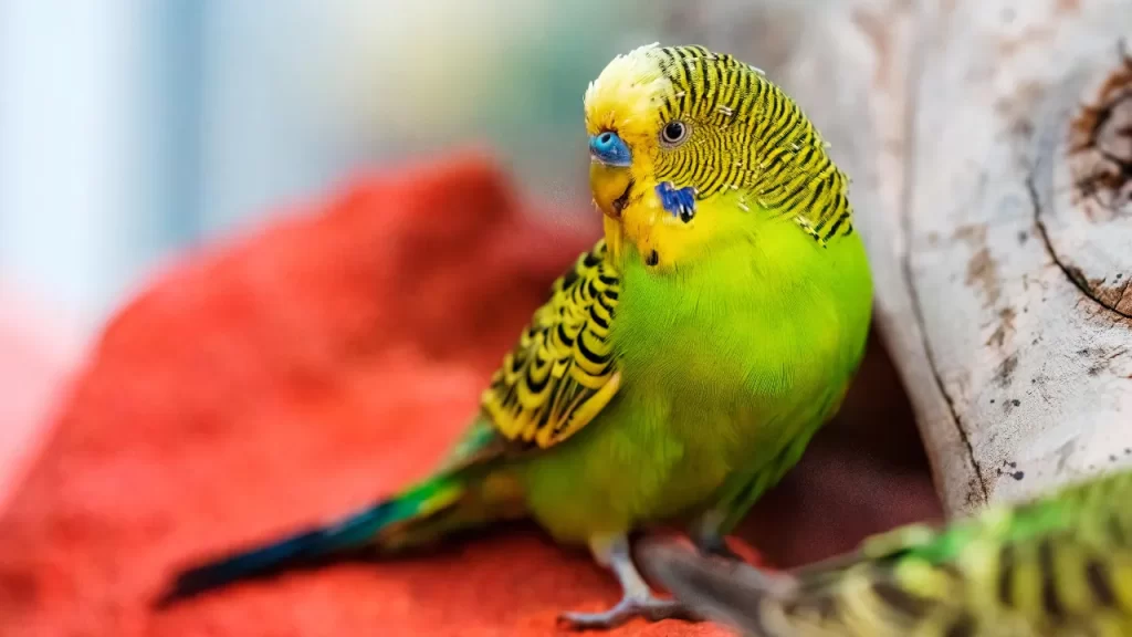 Periquito australiano Periquito australiano