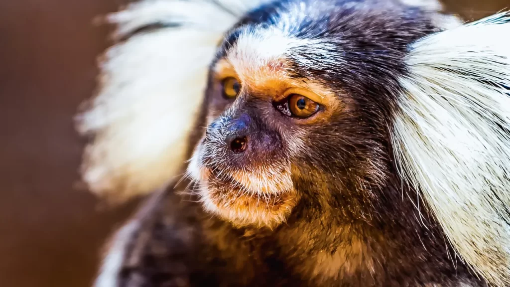 Lista Completa de Animais Silvestres Permitidos pelo IBAMA