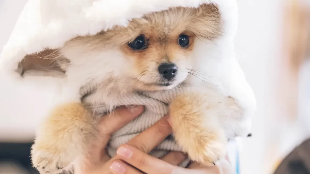 Qual o melhor tecido para roupa de pet?