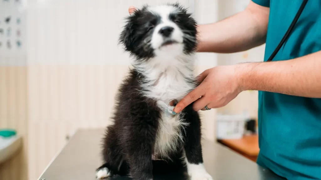 Quanto custa a consulta com veterinário: preços reais e como economizar ...