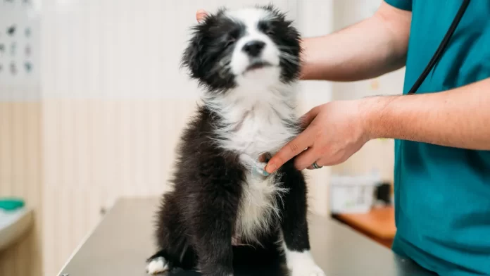 Quanto custa a consulta com veterinário