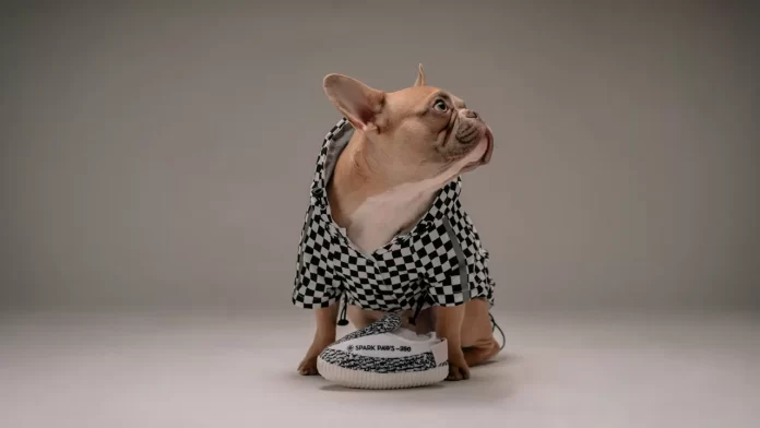 Quando colocar roupa de frio no cachorro?