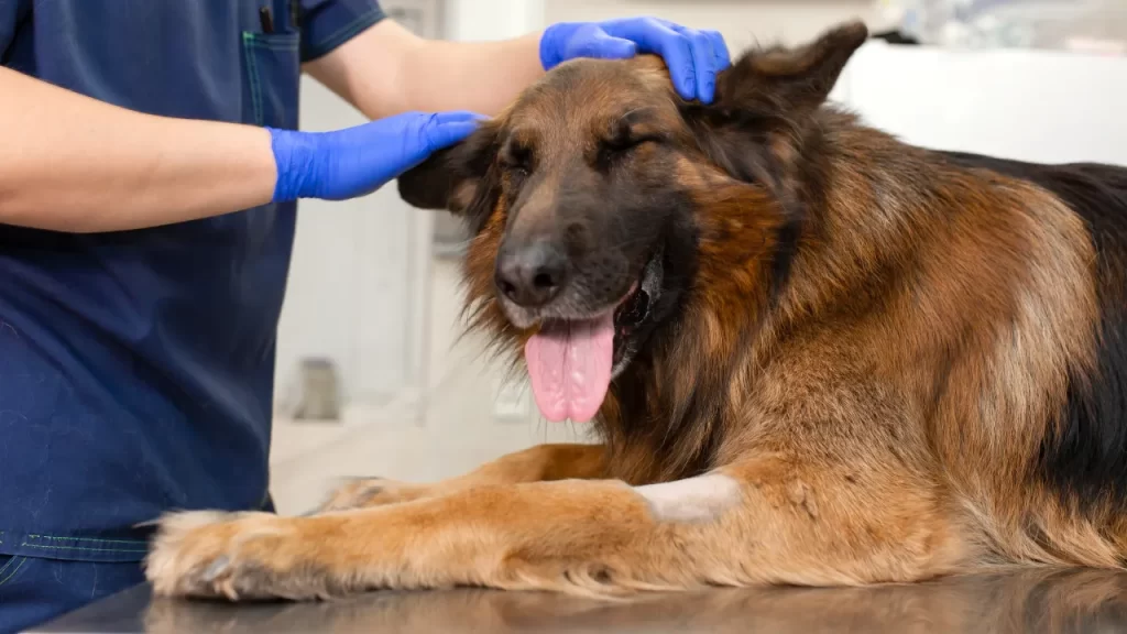Como escolher um bom veterinário para seu pet Como escolher um bom veterinário para seu pet