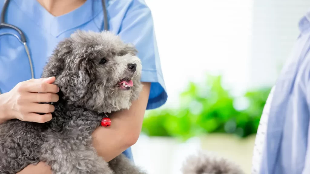 Como escolher um bom veterinário para seu pet Como escolher um bom veterinário para seu pet