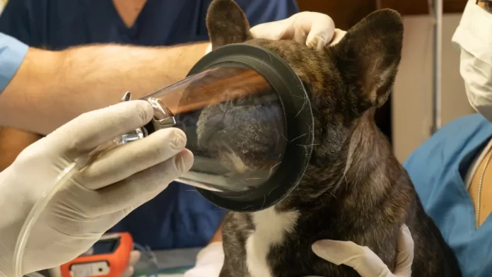 Como escolher um bom veterinário para seu pet