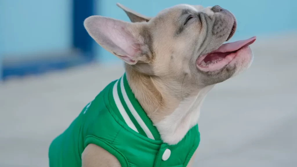 Como Proteger Meu Pet do Frio? Como Proteger Meu Pet do Frio?