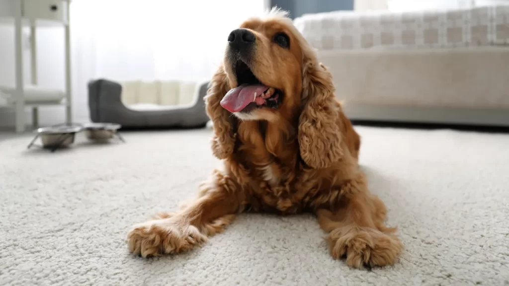 Qual Melhor Lugar Para Comprar Agasalho Pra Pet?