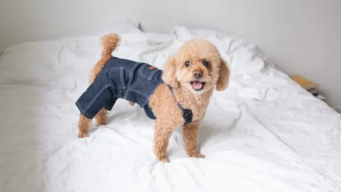 Como Proteger Meu Pet do Frio?