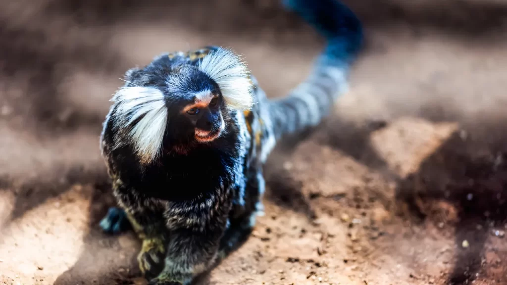 Lista Completa de Animais Silvestres Permitidos pelo IBAMA Lista Completa de Animais Silvestres Permitidos pelo IBAMA