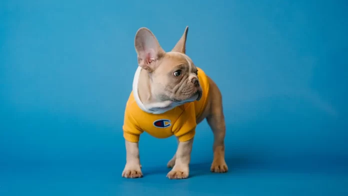Qual o melhor tecido para roupa de pet?