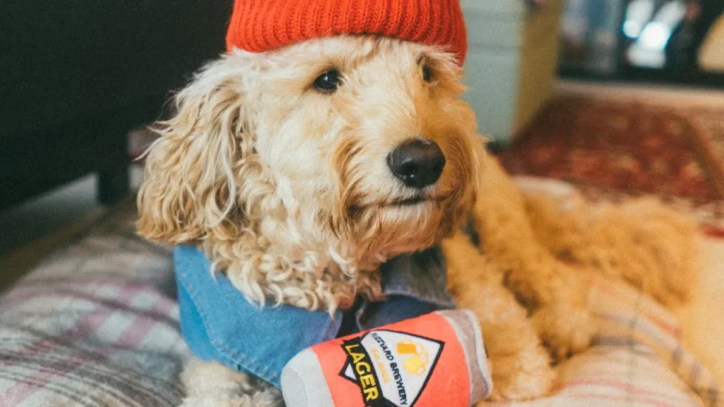 Onde comprar agasalho para pet bem avaliados? Qual o melhor tecido para roupa de pet?