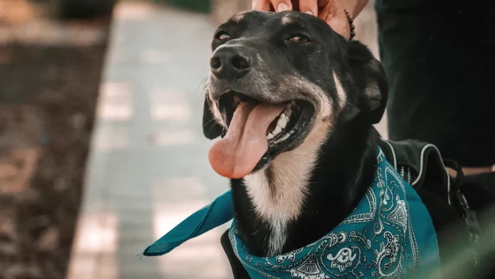 Qual Melhor Lugar Para Comprar Agasalho Pra Pet?
