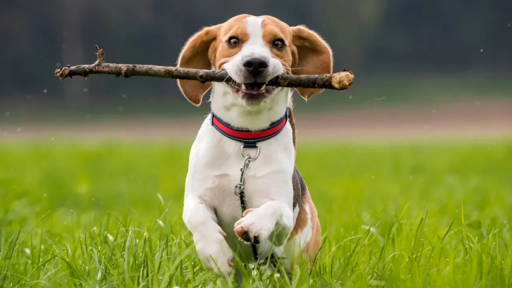 Raças de cães pequenos e médios