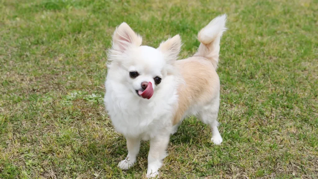 Raças de cães pequenos e médios