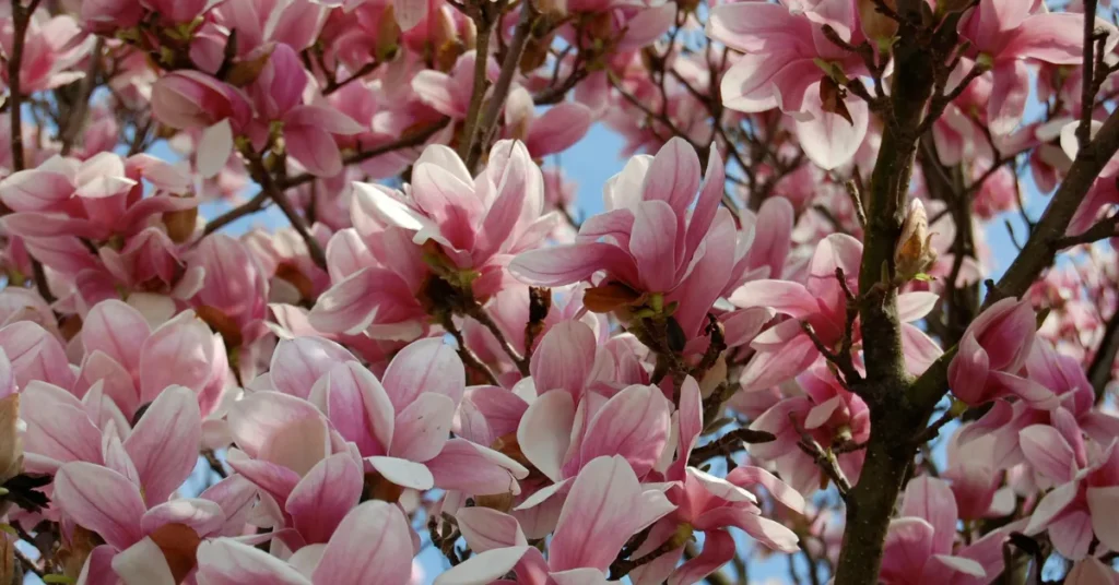 Árvore com flores rosas