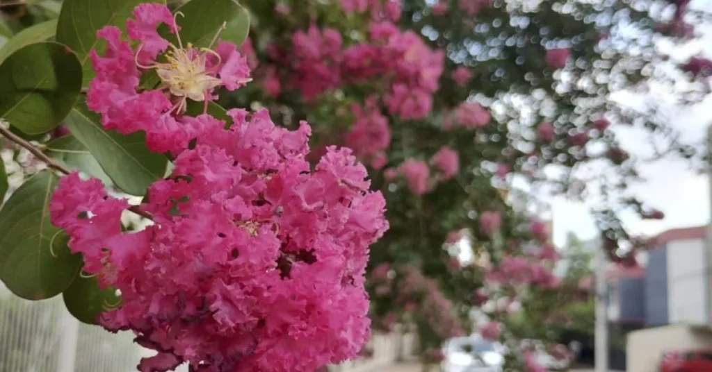 Árvore com flores rosas