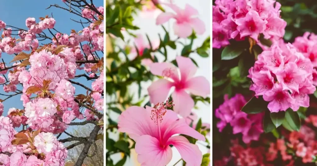 Árvore com flores rosas