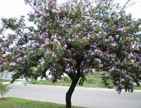Pata-de-vaca (Bauhinia forficata)